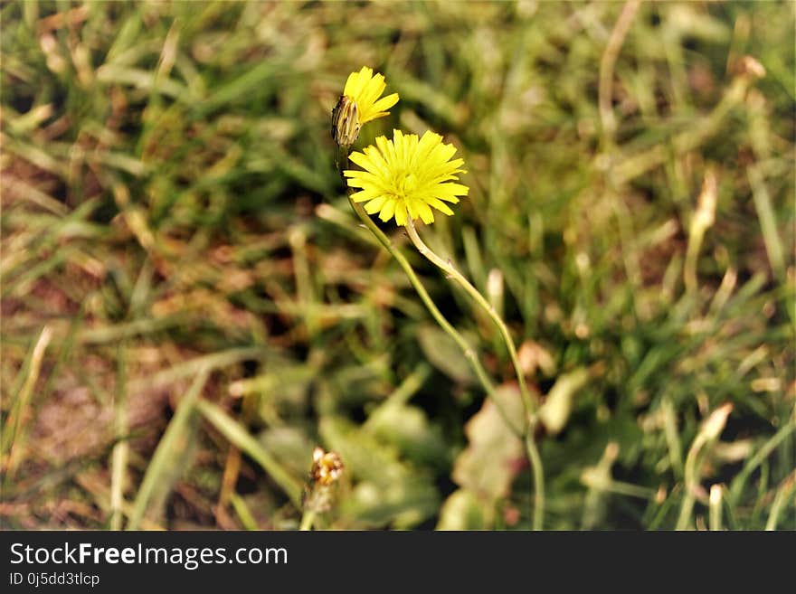 Flower, Flora, Yellow, Flatweed