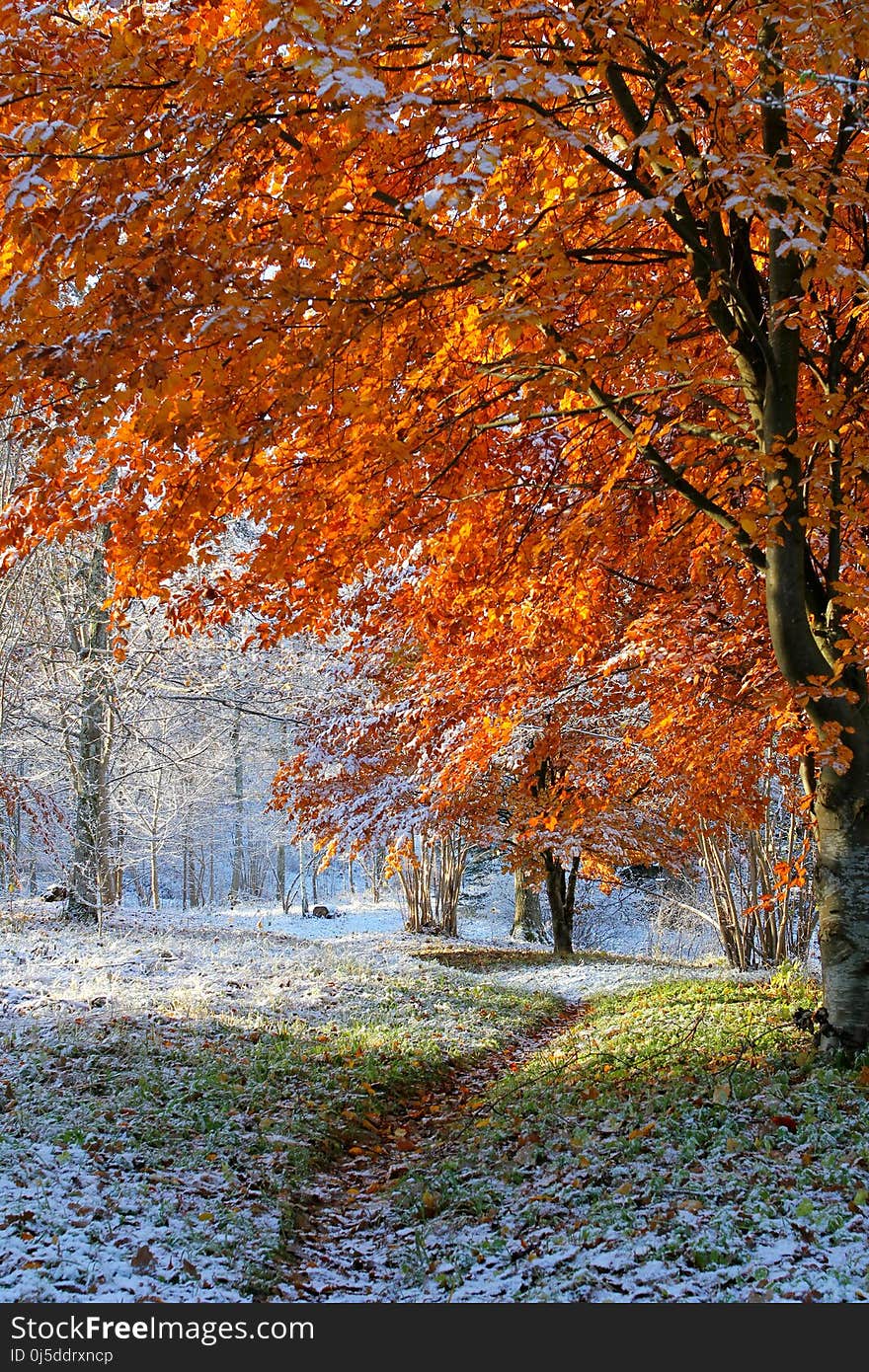 Leaf, Nature, Tree, Autumn