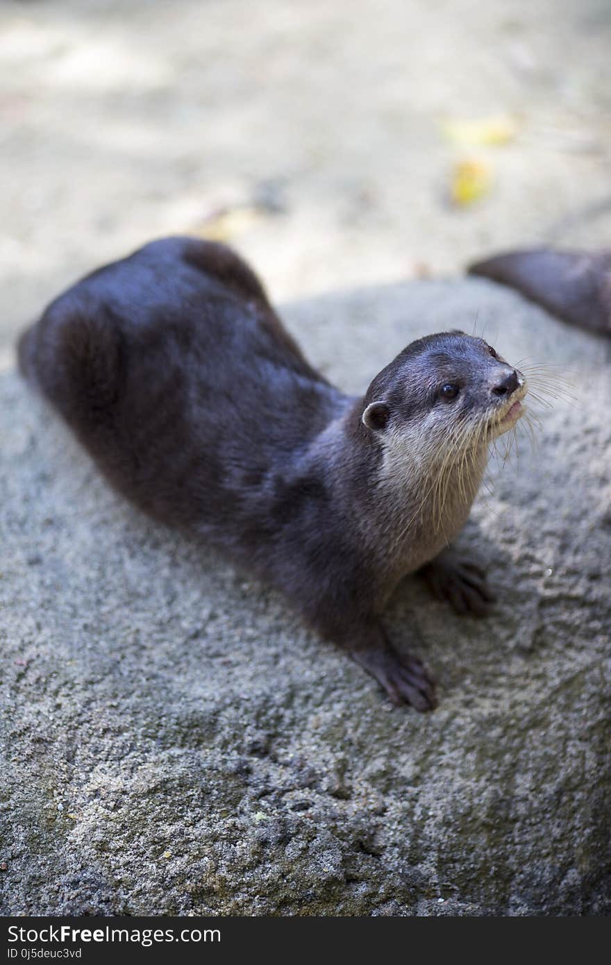 Mammal, Fauna, Otter, Harbor Seal