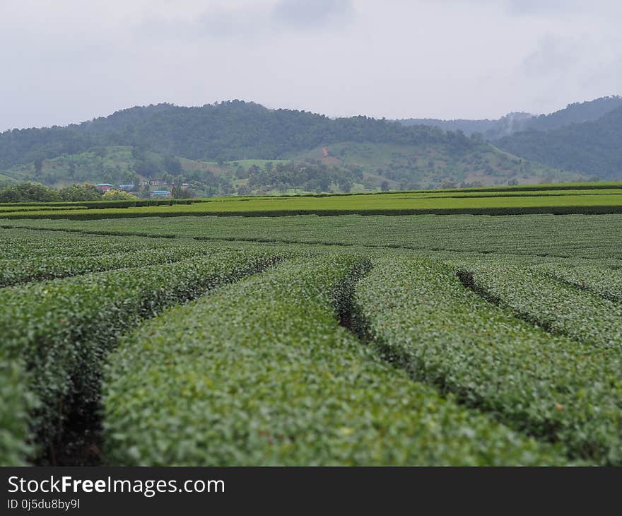 Agriculture, Field, Crop, Farm