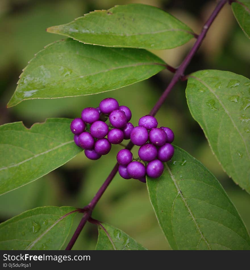 Plant, Berry, Leaf, Huckleberry