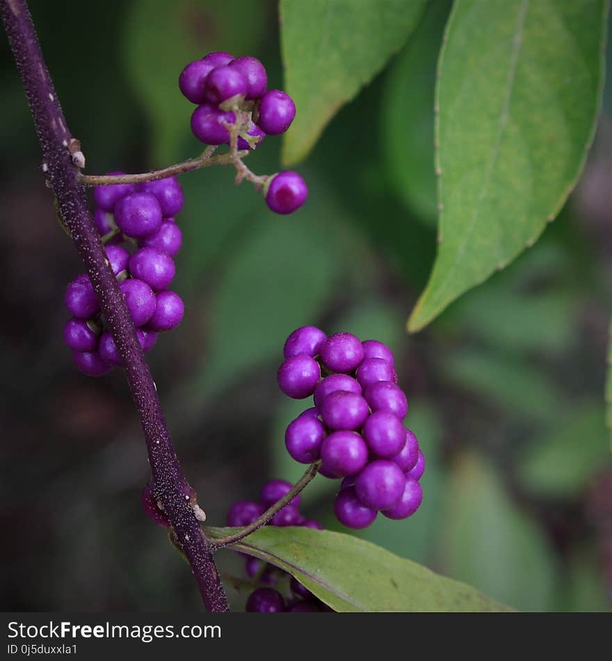 Berry, Plant, Flora, Fruit