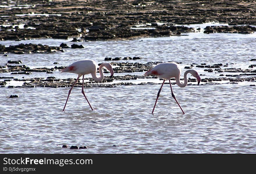 Bird, Water Bird, Flamingo, Water