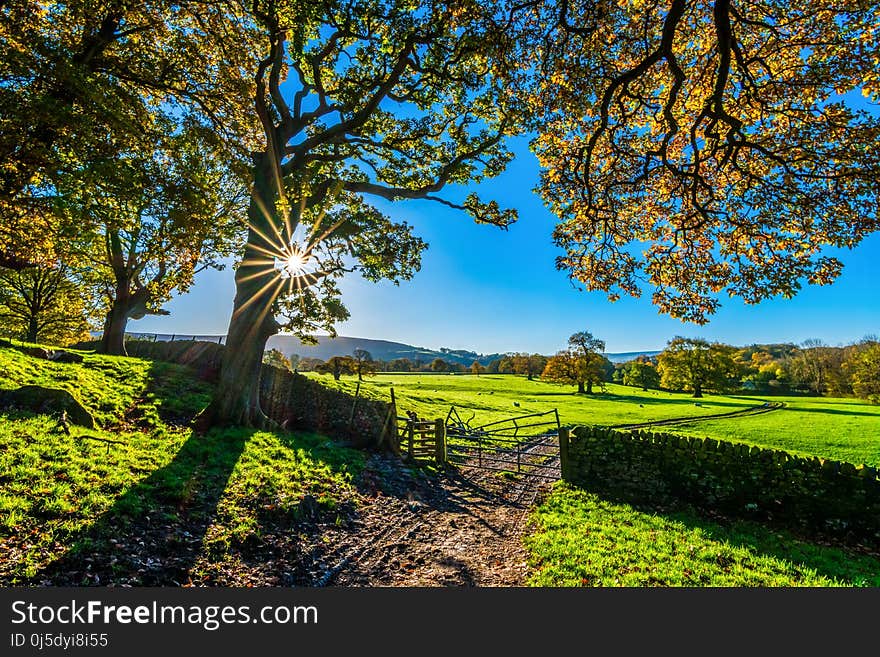 Nature, Field, Tree, Sky