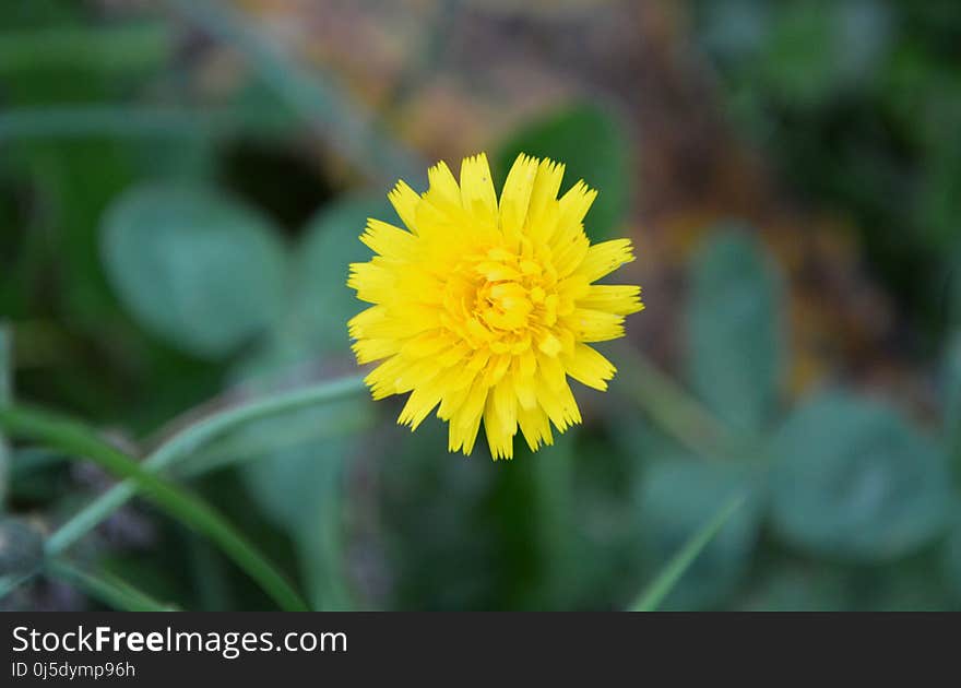 Flower, Yellow, Flora, Dandelion