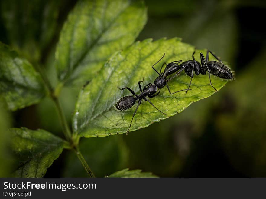 Insect, Invertebrate, Leaf, Dragonfly