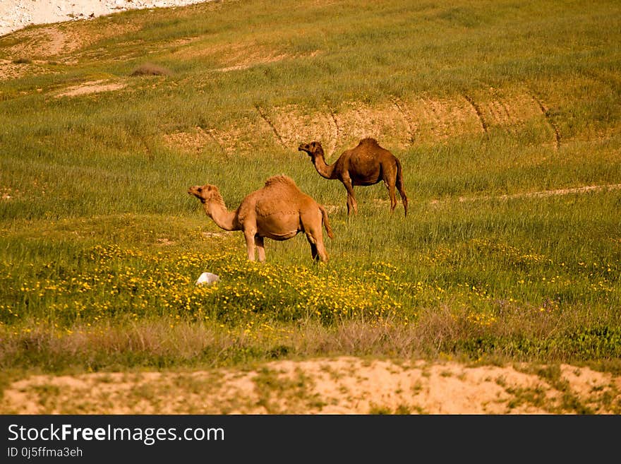 Ecosystem, Grassland, Pasture, Fauna