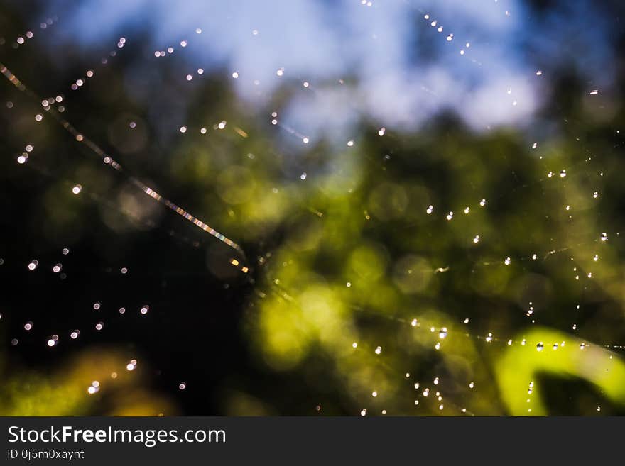 Defocused water drops on a spider web, bokeh effect, natural background. Defocused water drops on a spider web, bokeh effect, natural background.