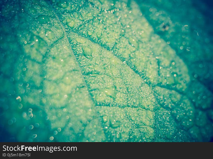 Big green cucumber leaf in drops of water, filtered background. Big green cucumber leaf in drops of water, filtered background.