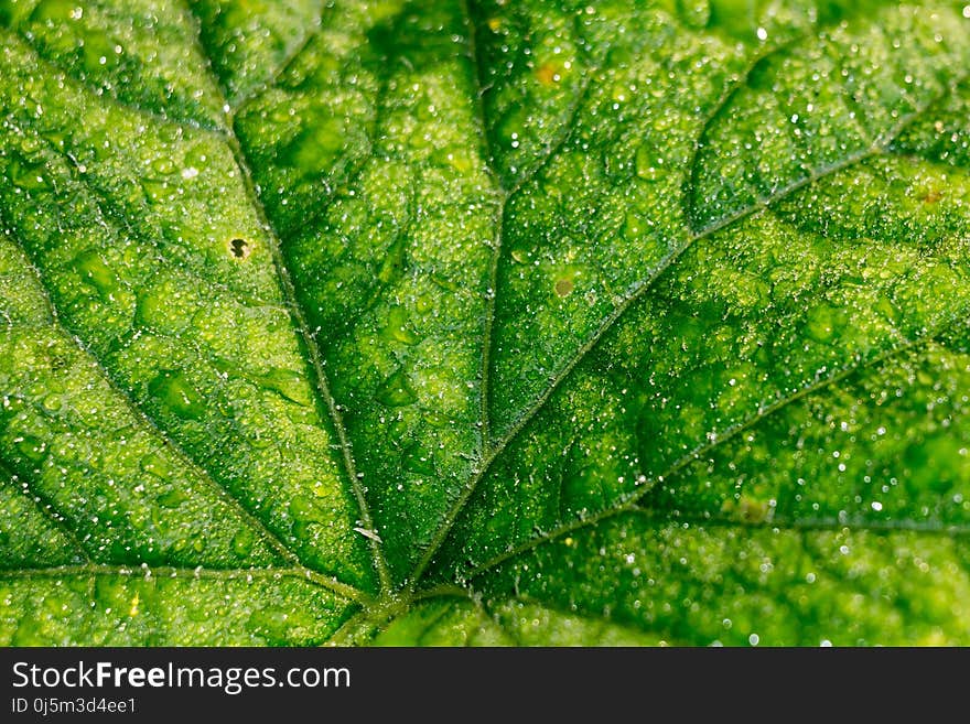 Cucumber Leaf In Water Drops