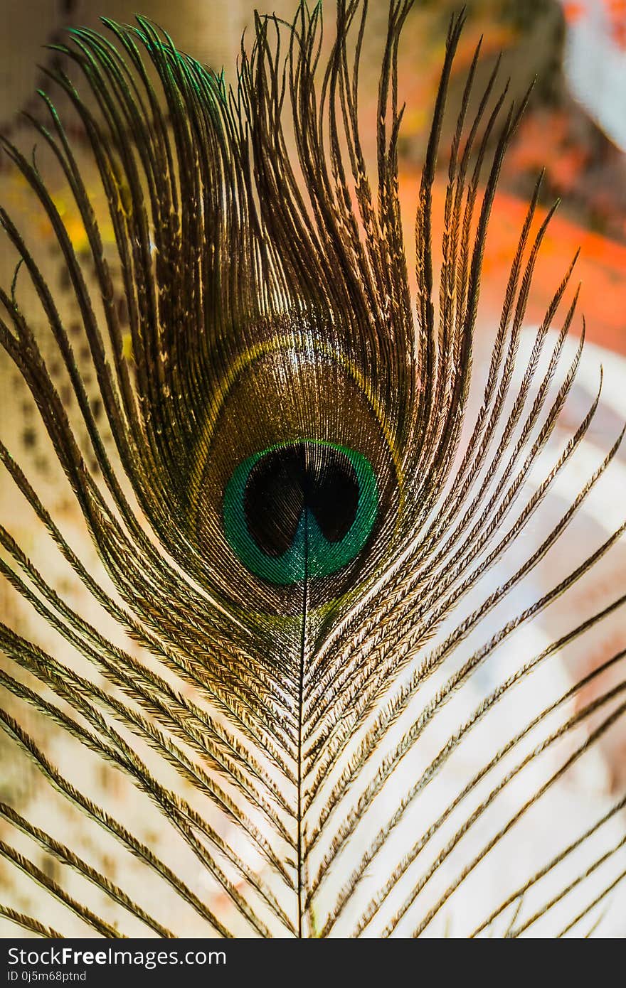 Peacock Feather Macro