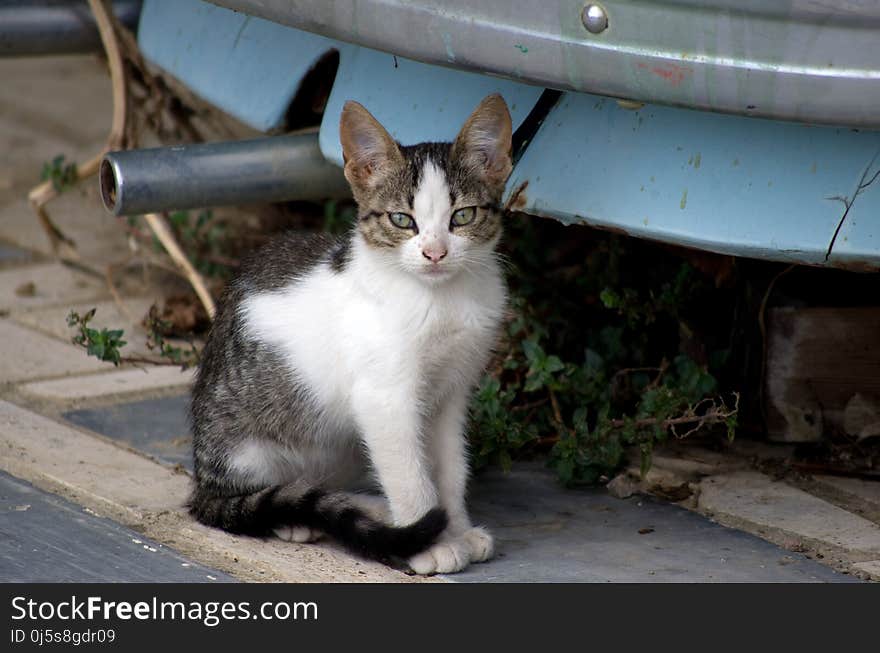 Cat next to a car