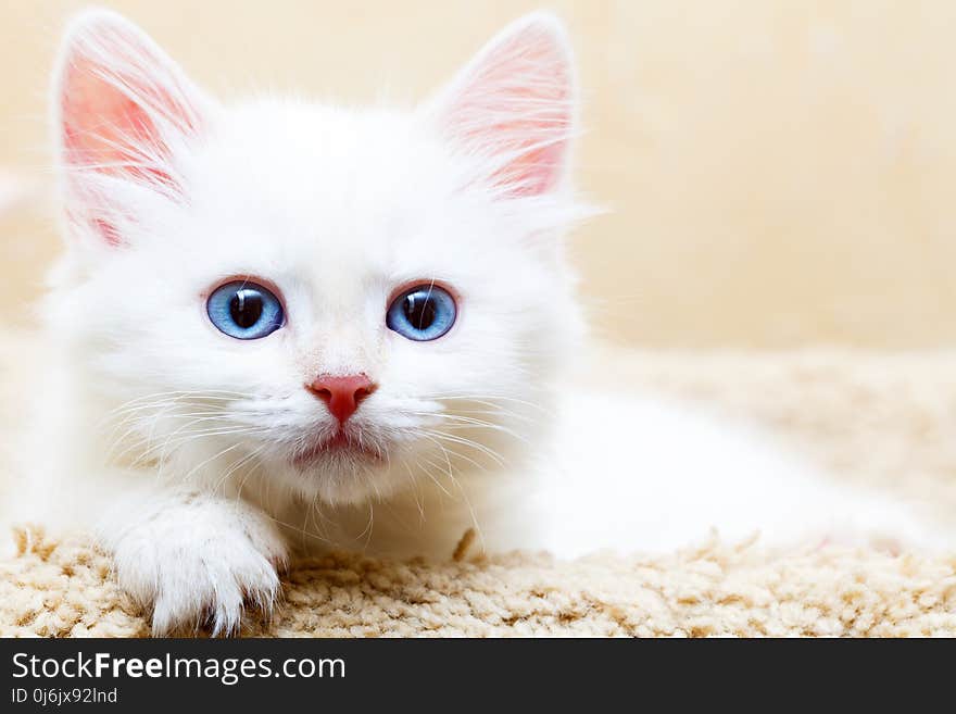 Siberian kitten at home. Siberian kitten at home