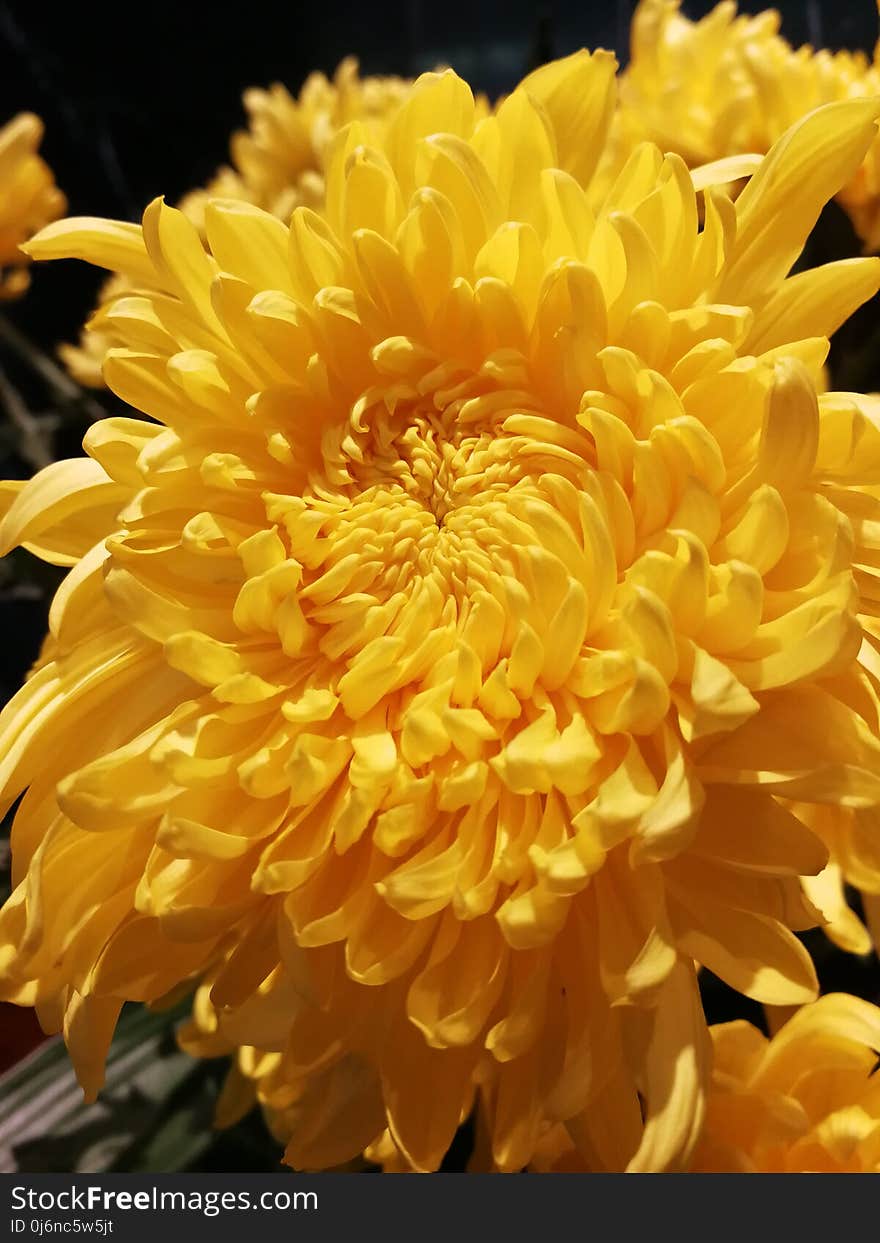 Flower, Yellow, Flowering Plant, Chrysanths