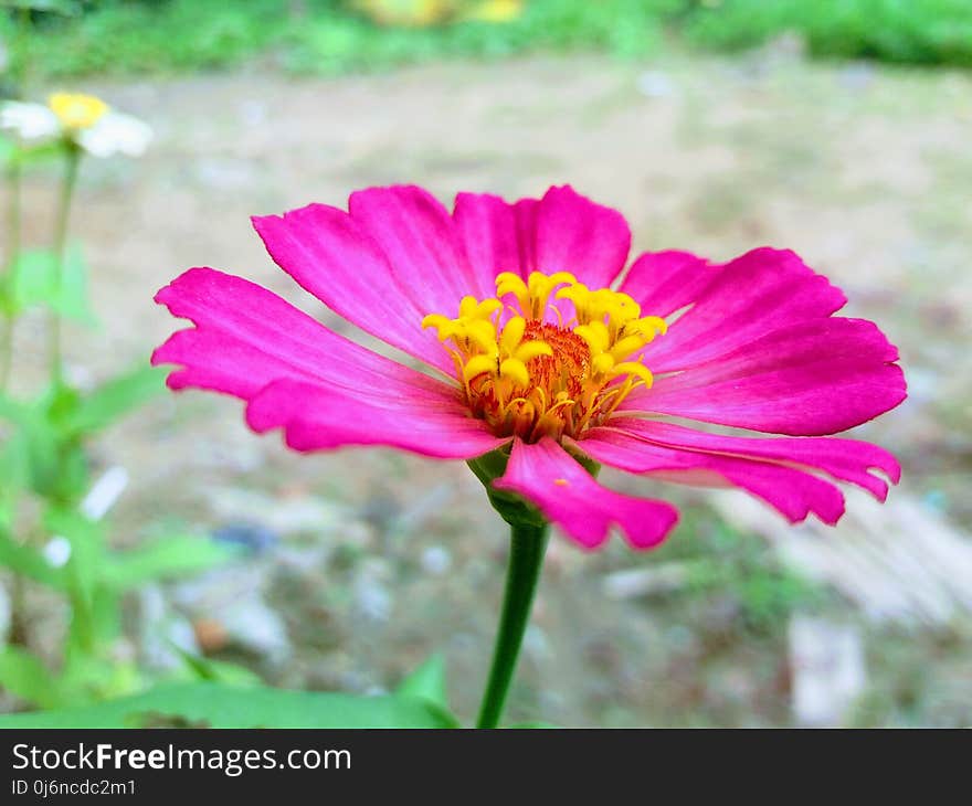 Flower, Garden Cosmos, Flora, Wildflower