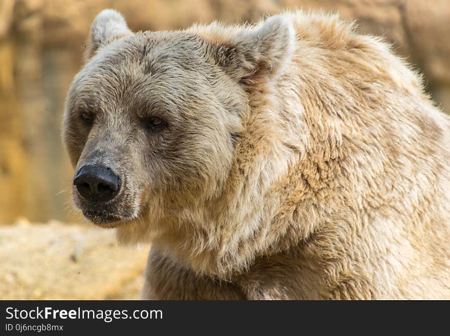 Brown Bear, Terrestrial Animal, Mammal, Grizzly Bear