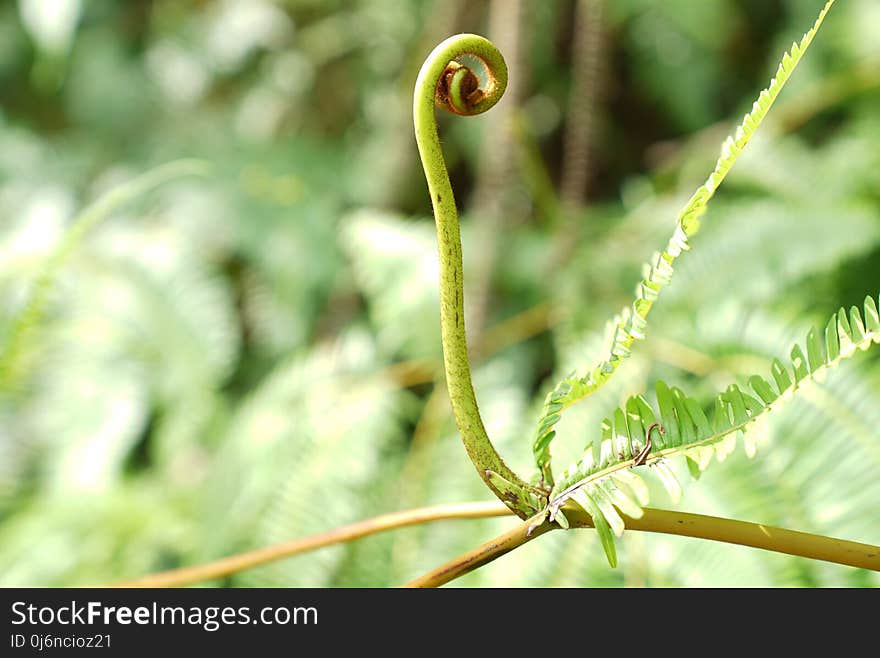 Leaf, Flora, Plant, Close Up