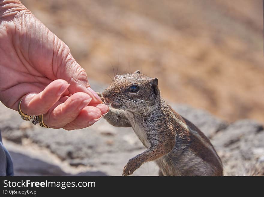 Mammal, Fauna, Squirrel, Rodent