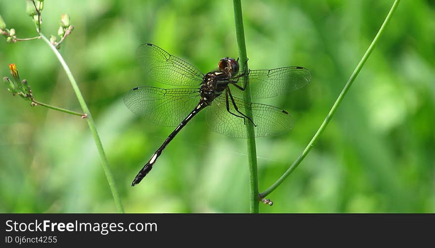 Insect, Dragonfly, Dragonflies And Damseflies, Invertebrate