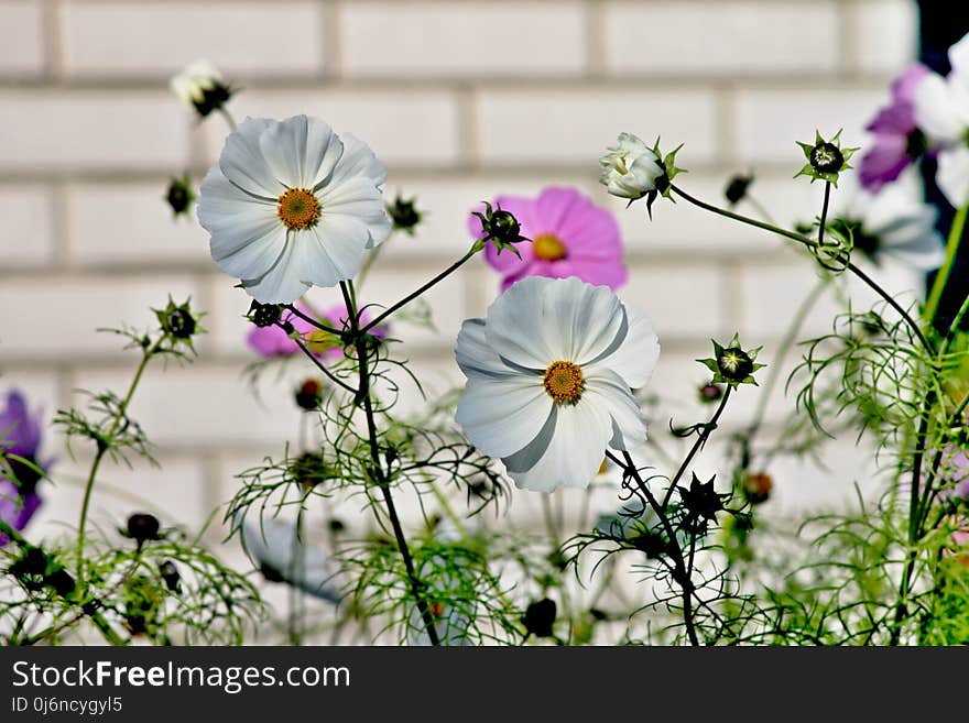 Flower, Flowering Plant, Plant, Flora