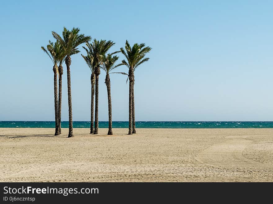 Palm Tree, Arecales, Sea, Tree