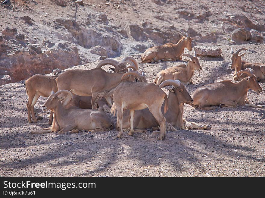 Wildlife, Herd, Fauna, Barbary Sheep