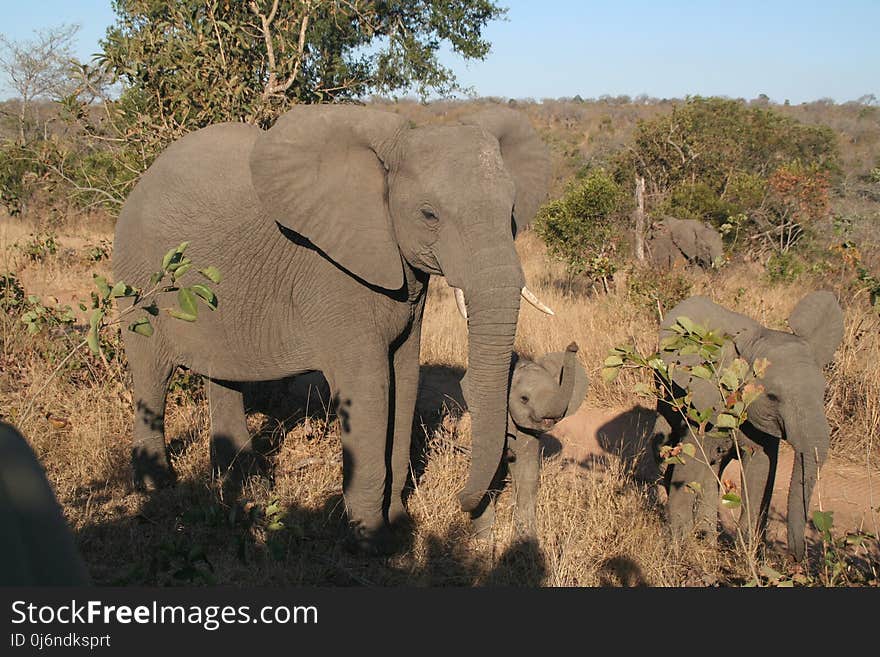 Elephants And Mammoths, Elephant, Wildlife, Terrestrial Animal