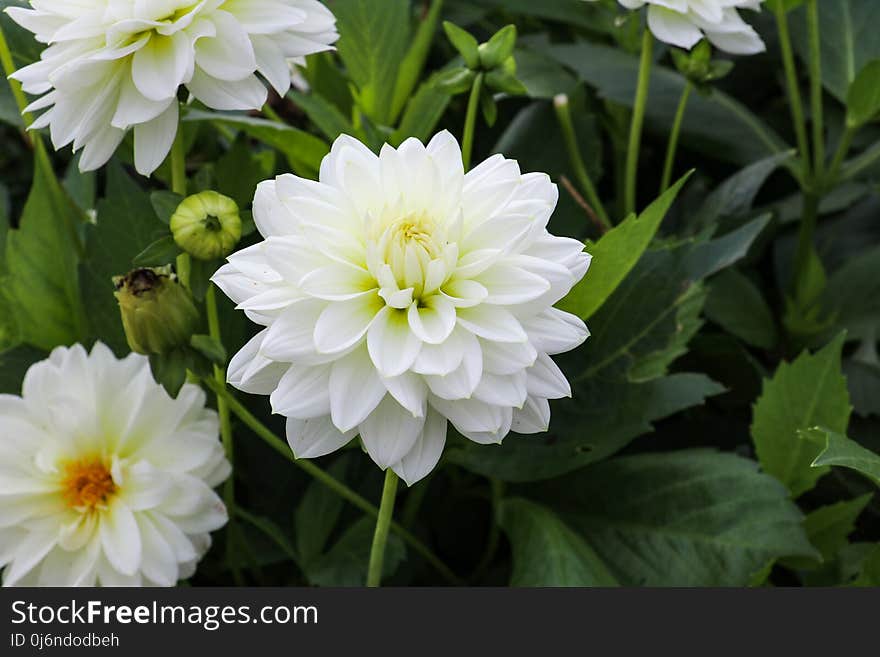 Flower, Plant, Flowering Plant, Flora