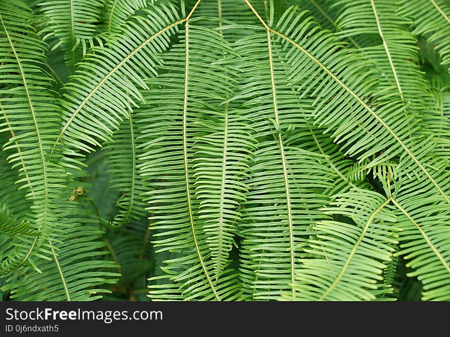 Vegetation, Ostrich Fern, Plant, Ferns And Horsetails