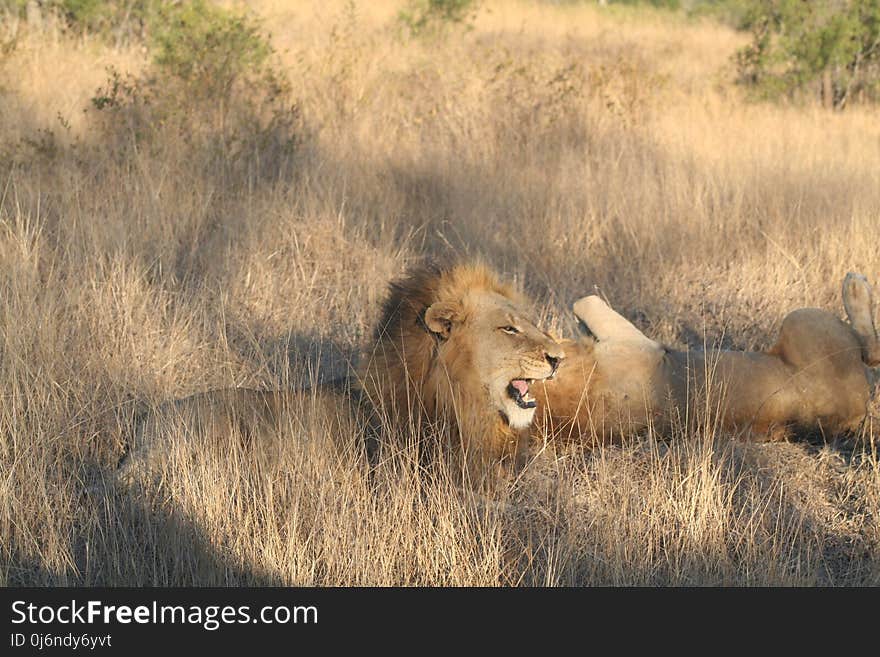 Wildlife, Grassland, Lion, Ecosystem