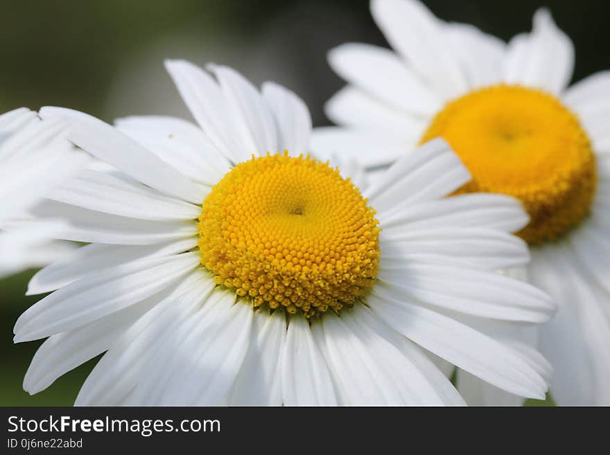 Flower, Oxeye Daisy, Yellow, Chamaemelum Nobile