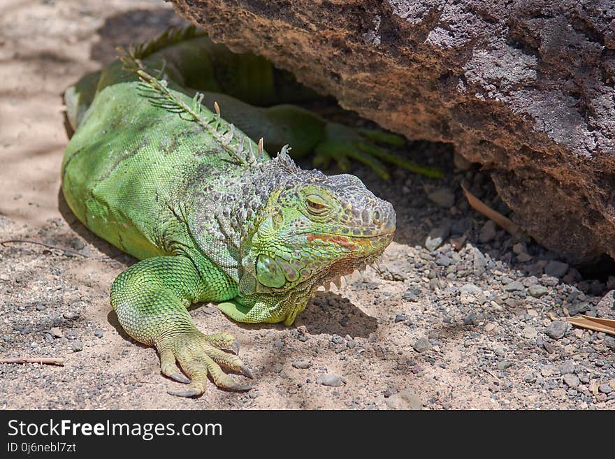 Reptile, Iguana, Scaled Reptile, Iguania