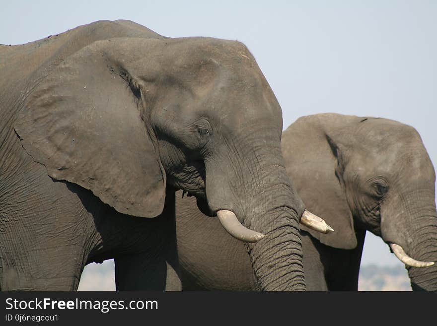 Elephant, Elephants And Mammoths, Terrestrial Animal, Indian Elephant