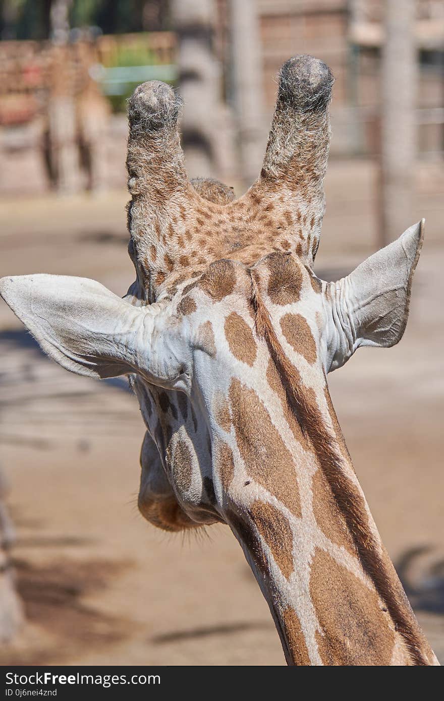 Giraffe, Terrestrial Animal, Wildlife, Giraffidae