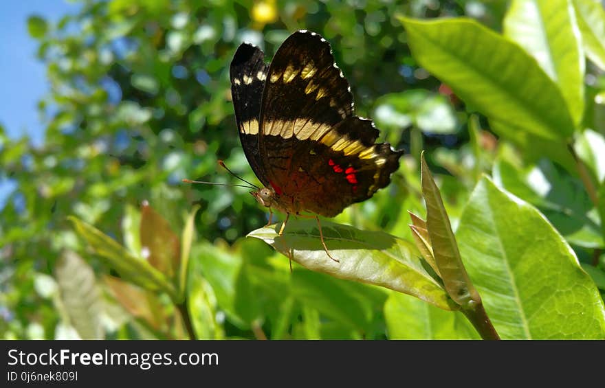 Butterfly, Moths And Butterflies, Insect, Brush Footed Butterfly