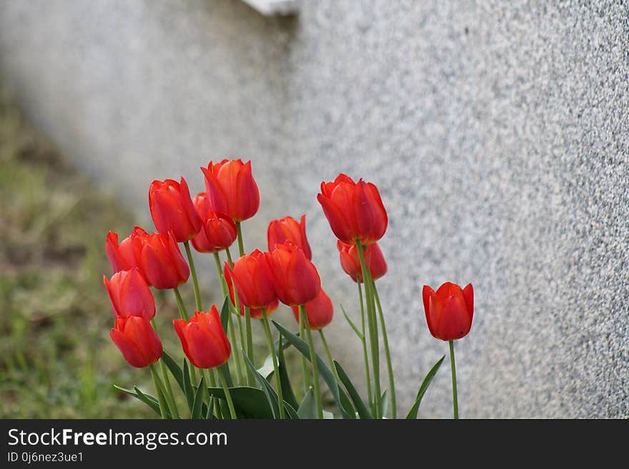 Flower, Plant, Red, Flowering Plant