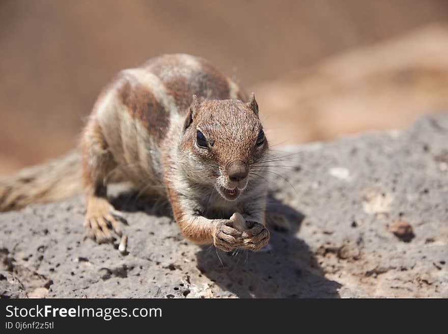 Squirrel, Mammal, Fauna, Chipmunk