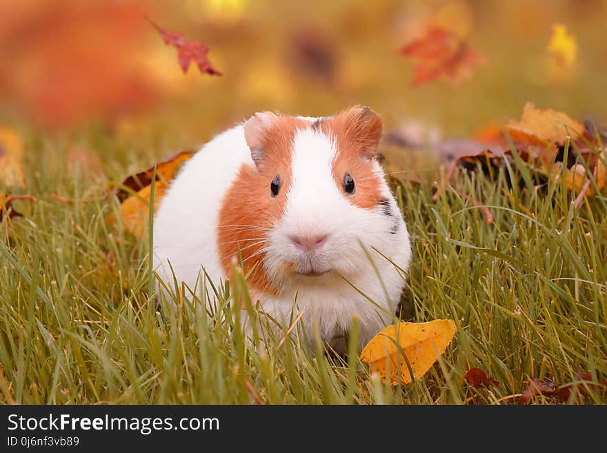 Fauna, Mammal, Guinea Pig, Whiskers