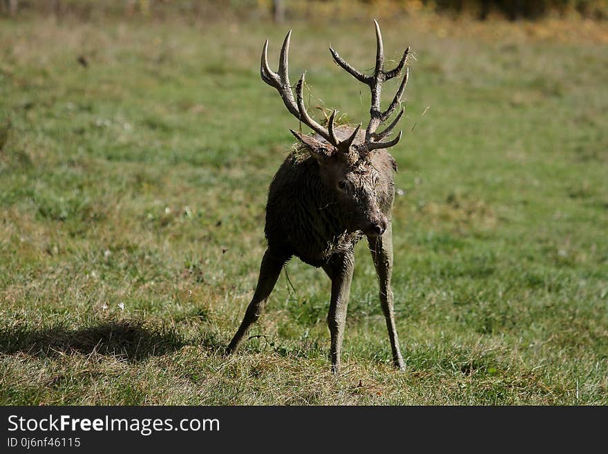 Deer, Wildlife, Fauna, Elk