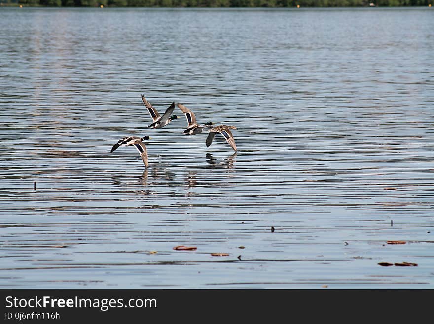 Bird, Water, Fauna, Water Bird