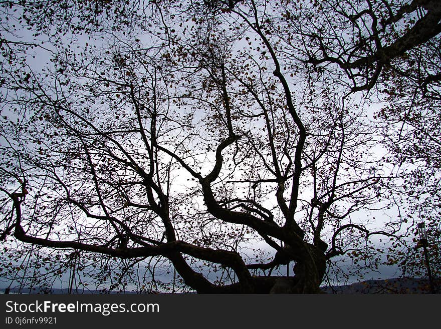 Branch, Tree, Sky, Woody Plant