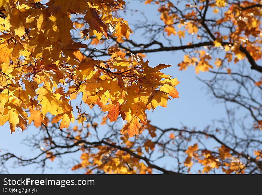 Branch, Tree, Autumn, Yellow