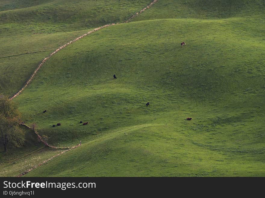 Grassland, Green, Ecosystem, Pasture