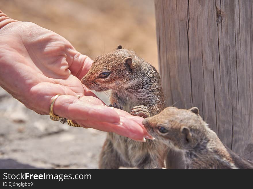 Mammal, Squirrel, Fauna, Rodent