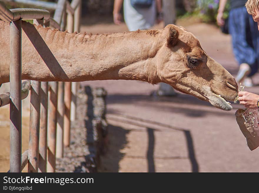 Camel, Camel Like Mammal, Arabian Camel, Snout