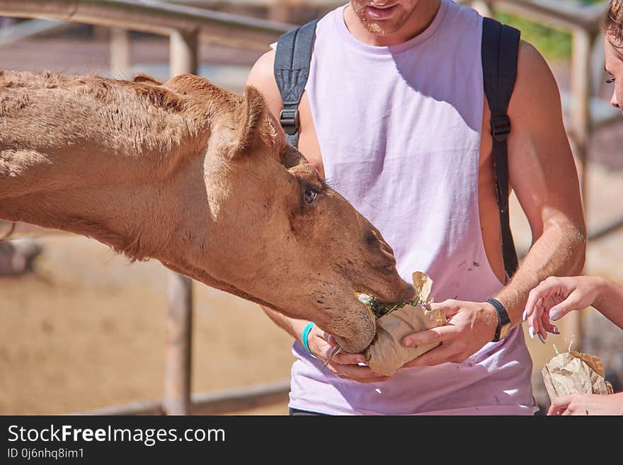 Snout, Camel Like Mammal, Livestock, Camel