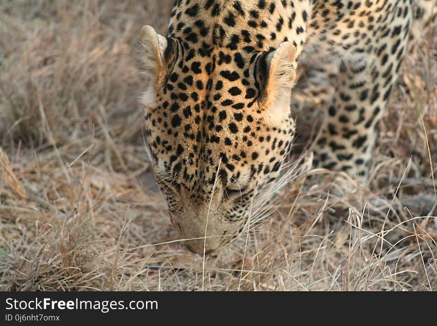 Leopard, Terrestrial Animal, Wildlife, Jaguar