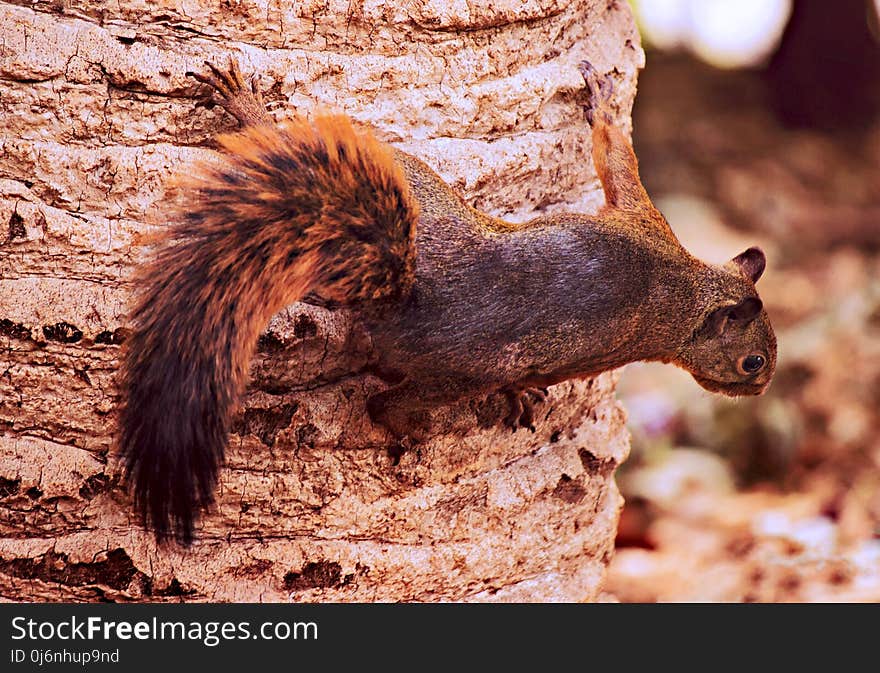 Squirrel, Mammal, Fauna, Fox Squirrel