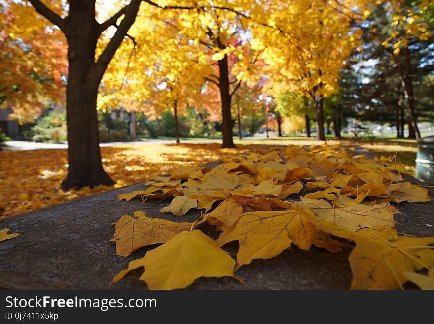 Leaf, Nature, Yellow, Autumn