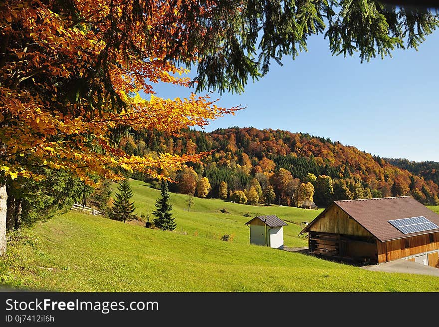 Nature, Leaf, Autumn, Tree